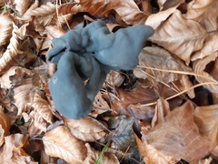Helvella lacunosa