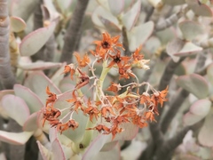 Crassula arborescens