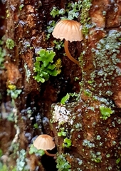 Mycena meliigena