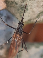 Aedes
