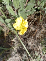 Oenothera drummondii