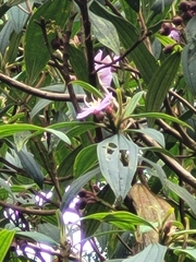 Melastoma malabathricum