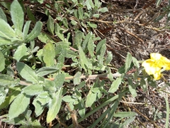 Oenothera drummondii