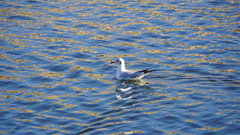 Chroicocephalus ridibundus