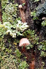 Mycena meliigena