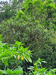 Melastoma malabathricum