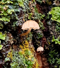 Mycena meliigena