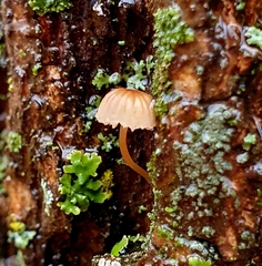 Mycena meliigena