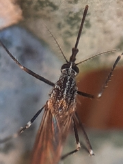Aedes