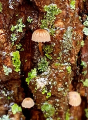 Mycena meliigena