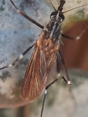 Aedes