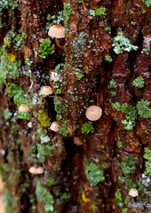 Mycena meliigena