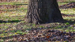 Parus major