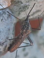 Aedes