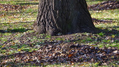Parus major
