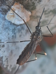 Aedes