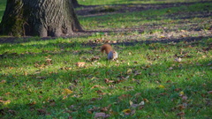 Sciurus vulgaris