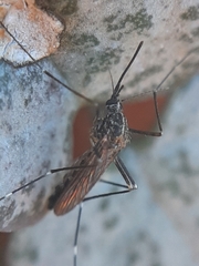 Aedes
