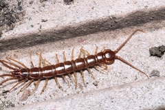 Lithobiidae