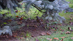 Turdus pilaris