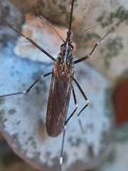 Aedes