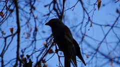 Corvus monedula