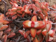 Crassula rupestris