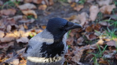 Corvus cornix