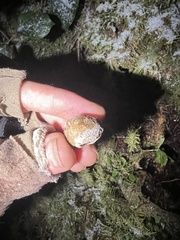 Cryptoporus volvatus