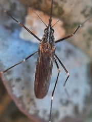 Aedes