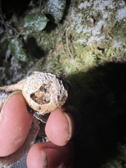 Cryptoporus volvatus