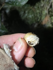 Cryptoporus volvatus