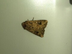 Mythimna languida