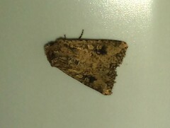 Mythimna languida