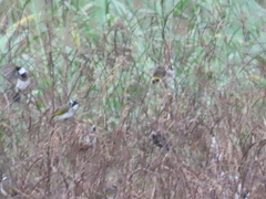 Pycnonotus sinensis formosae