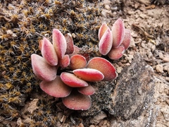 Crassula atropurpurea