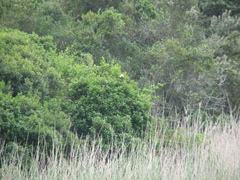 Centropus superciliosus burchellii