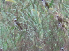 Pycnonotus sinensis formosae