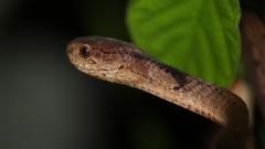 Pareas carinatus