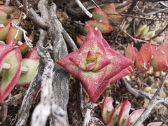 Crassula perforata