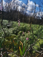 Watsonia marginata