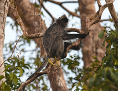 Trachypithecus cristatus