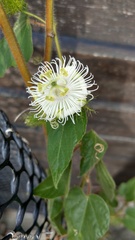 Passiflora foetida