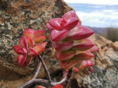 Crassula rupestris