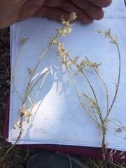 Lupinus subvexus subvexus