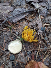 Clavulinopsis fusiformis image