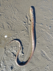 Pseudopus apodus