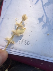 Lupinus subvexus subvexus