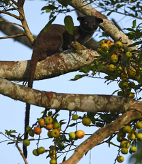 Arctogalidia trivirgata
