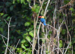 Pelargopsis capensis